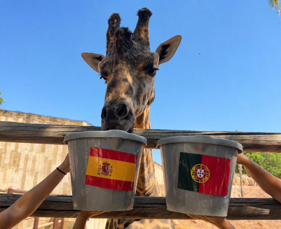La jirafa Fali, decidiendo el resultado del partido España Portugal